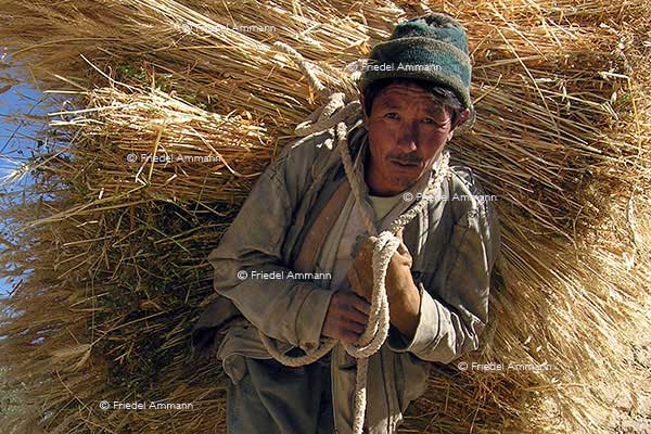 WORLD - Afghanistan - Bamiyan - Farmer, (Hazara Ethnie)