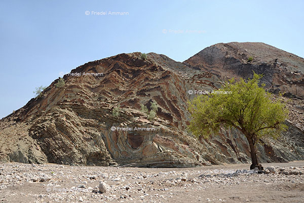 WORLD – Oman - Sur - Wahiba Sands - Wadi Beni Khalid