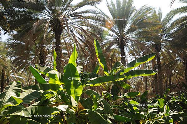 WORLD - Oman– Banana plantations, Birkar Al Mauz
