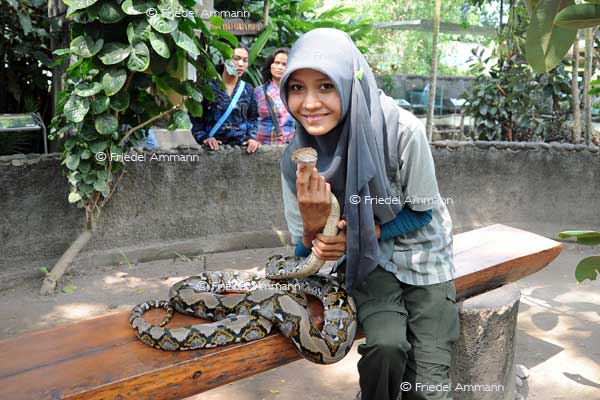 WORLD – Indonesien, Java – Yogyakarta Zoo