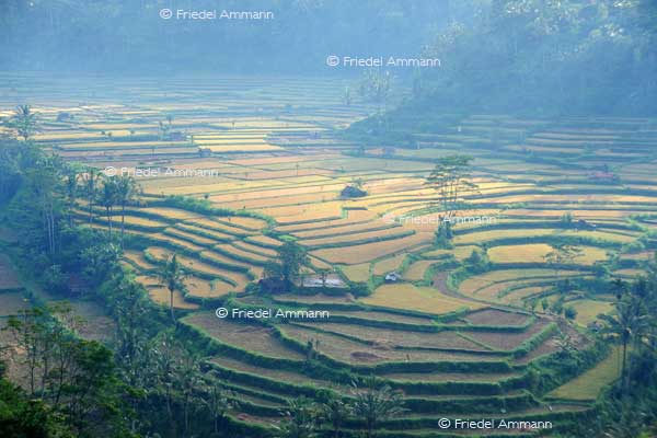 WORLD - Indonesien, Bali – rice terraces