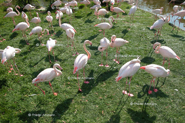 BASEL - Zoologischer Garten, Zolli - Flamingos