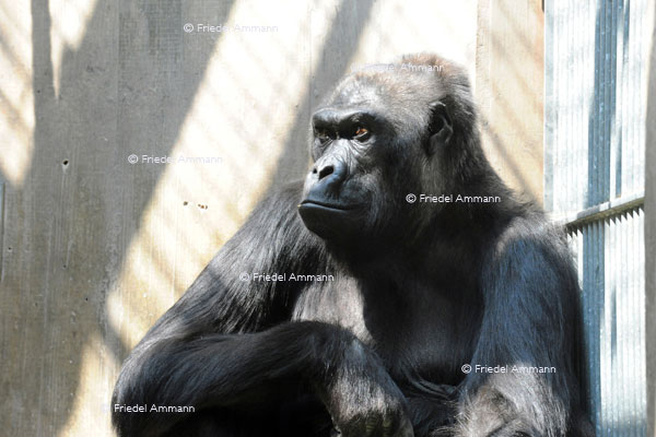 BASEL - Zoologischer Garten, Zolli - Gorilla