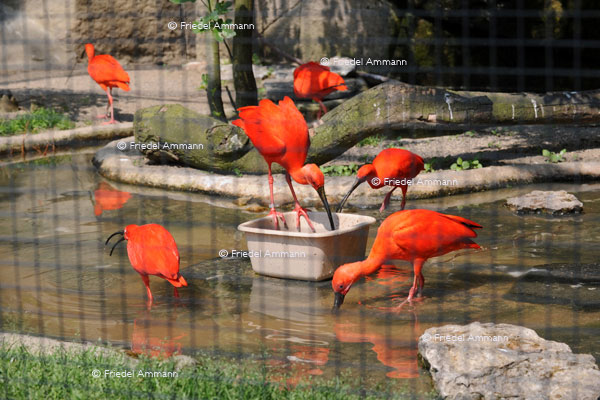 BASEL - Zoologischer Garten, Zolli - Rote Ibis