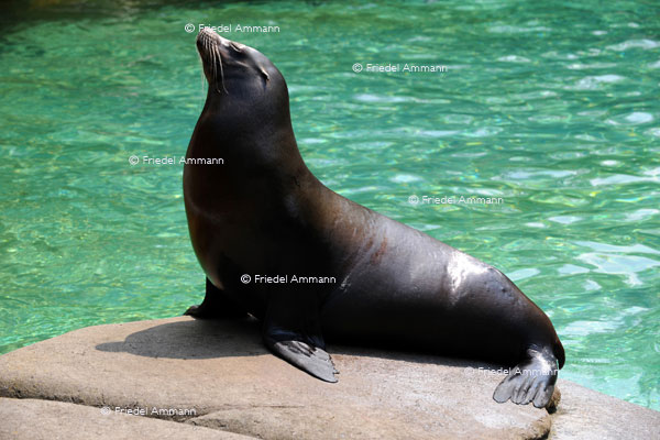 BASEL - Zoologischer Garten, Zolli - Seelöwe
