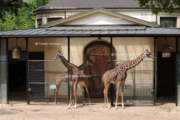 BASEL - Zoologischer Garten, Zolli - Giraffen