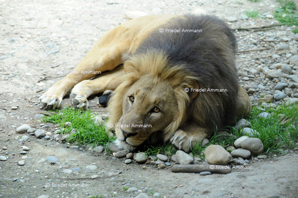 BASEL - Zoologischer Garten, Zolli - Löwe