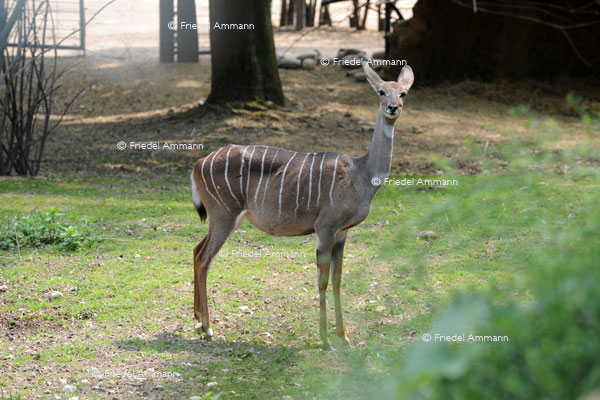 BASEL - Zoologischer Garten, Zolli - Kudu Streifenantilope