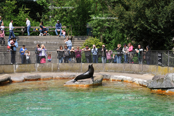 BASEL - Zoologischer Garten, Zolli - Seelöwe