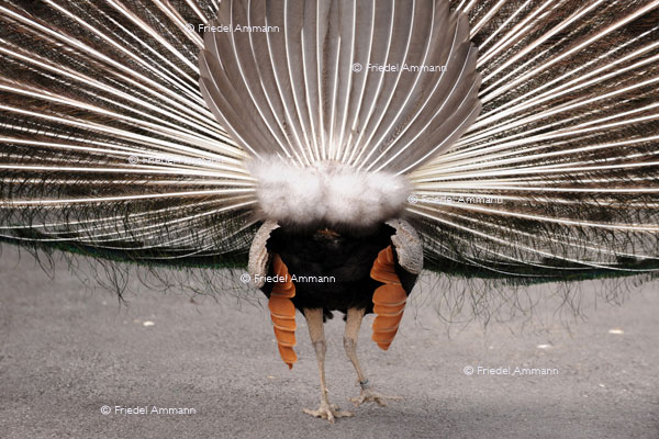 BASEL - Zoologischer Garten, Zolli - Pfau