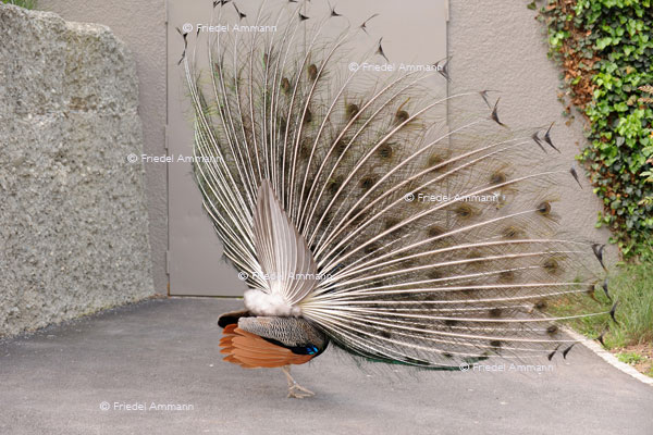 BASEL - Zoologischer Garten, Zolli - Pfau