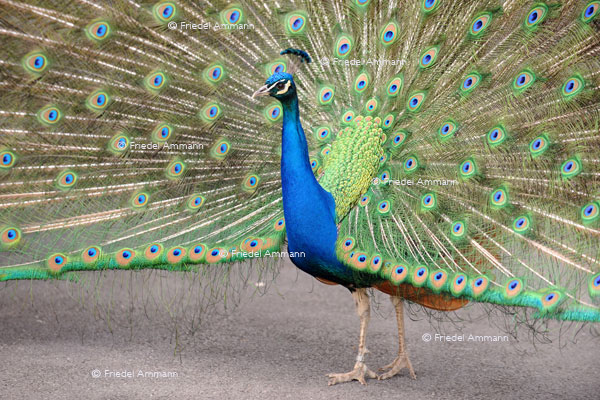 BASEL - Zoologischer Garten, Zolli - Pfau