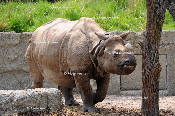 BASEL - Zoologischer Garten, Zolli - Panzernashorn