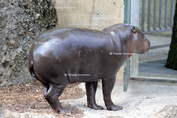 BASEL - Zoologischer Garten, Zolli - Zwergflusspferd