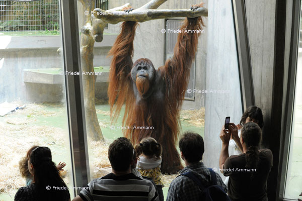 BASEL - Zoologischer Garten, Zolli - Orang Utang