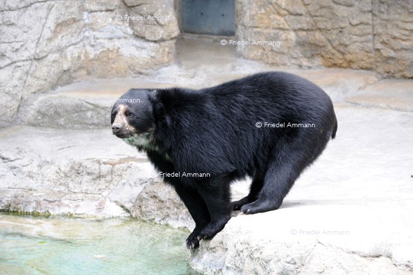 BASEL - Zoologischer Garten, Zolli - Nasenbär