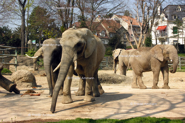 BASEL - Zoologischer Garten, Zolli - Elefantengehege