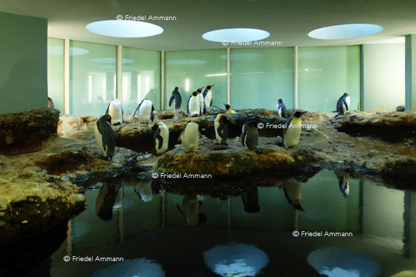 BASEL - Zoologischer Garten, Zolli - Königspinguine