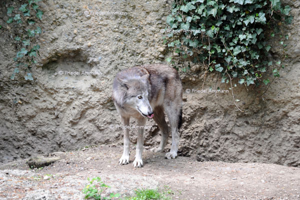 BASEL - Zoologischer Garten, Zolli - Wolf