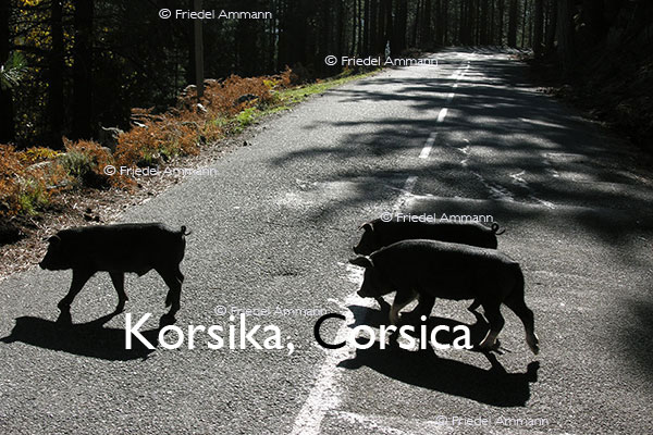 BAUTEN / MOBILITÄT – BUILDINGS / MOBILITY - Strassen, Tunnels - Roads, Tunnel – Korsika, Corsica, France