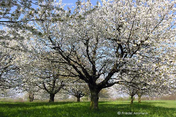 IMPRESSIONEN – Frühling / Spring - Kirschbäume / Cherry Trees