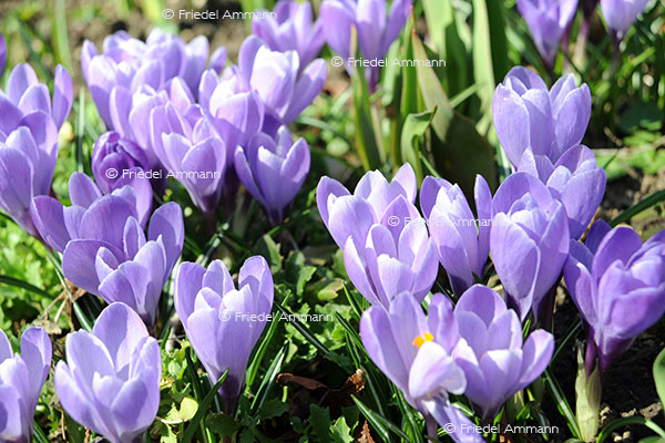 IMPRESSIONEN – Frühling / Spring – Krokus / Crocus