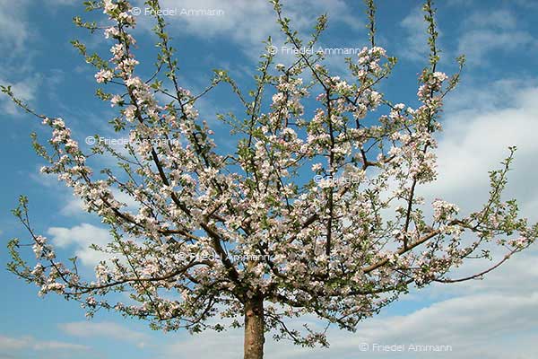 IMPRESSIONEN – Frühling / Spring - Apfelbaum / Apple tree