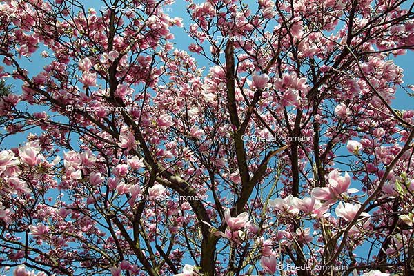 IMPRESSIONEN - Frühling / Spring - Magnolien