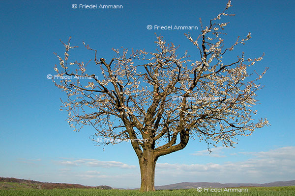 IMPRESSIONEN – Frühling / Spring - Kirschbaum / Cherry Tree