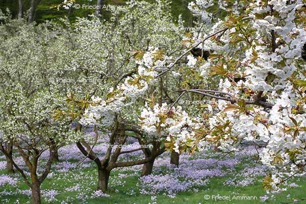 IMPRESSIONEN – Frühling / Spring - Kirschbäume / Cherry Trees