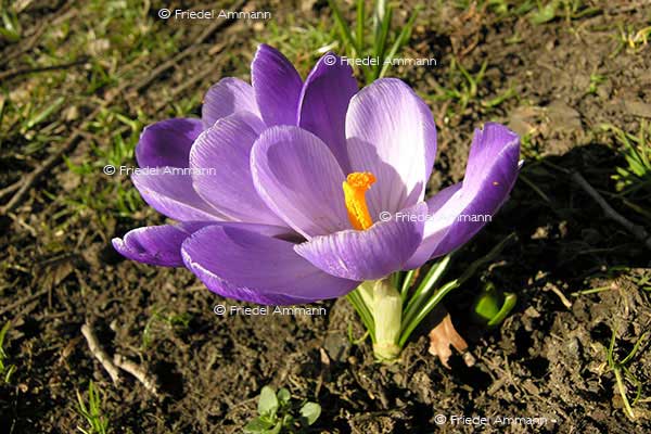 IMPRESSIONEN – Frühling / Spring – Krokus / Crocus
