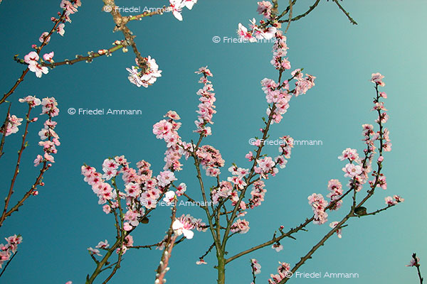 IMPRESSIONEN – Frühling / Spring – Kirschbaum / Cherry Tree