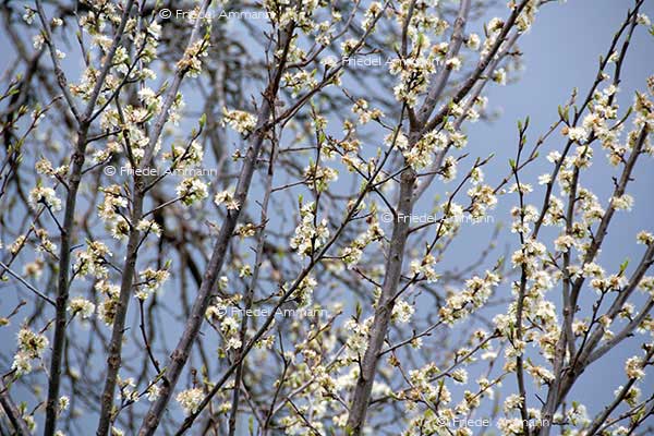 IMPRESSIONEN – Frühling / Spring – Damassine