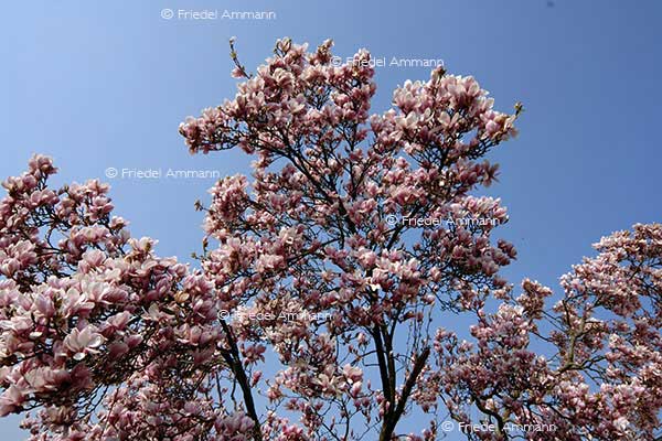 IMPRESSIONEN - Frühling / Spring - Magnolienblütezeit