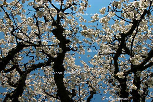IMPRESSIONEN – Frühling / Spring - Kirschbaum / Cherry Tree