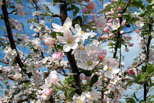 IMPRESSIONEN – Frühling / Spring – Apfelblütezeit