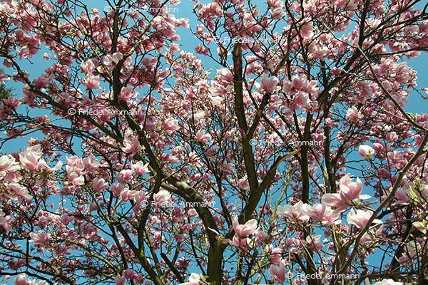 IMPRESSIONEN - Frühling / Spring - Magnolienblütezeit