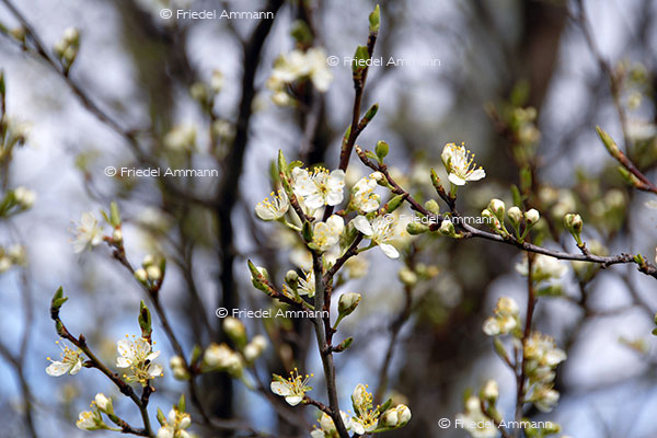 IMPRESSIONEN – Frühling / Spring - Kirschbaum / Cherry Tree