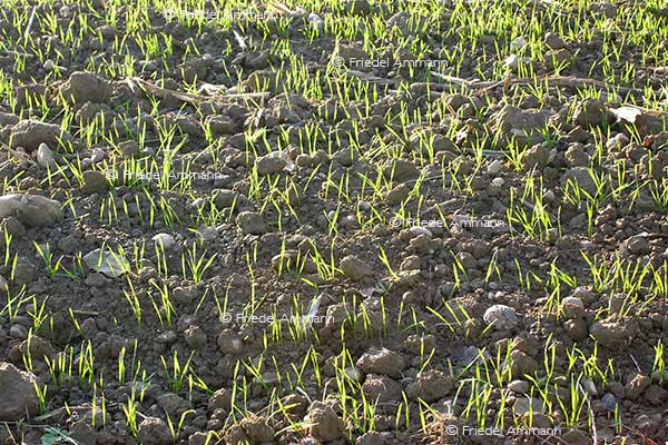 IMPRESSIONEN – Frühling / Spring