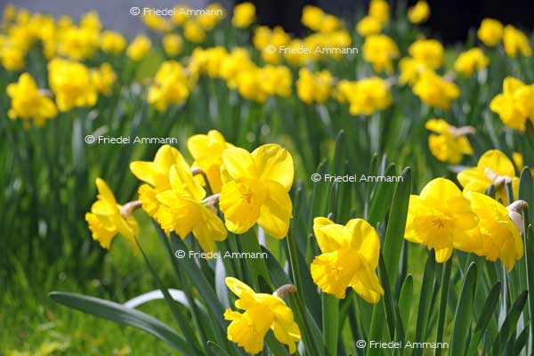 IMPRESSIONEN – Frühling / Spring – Osterglocken