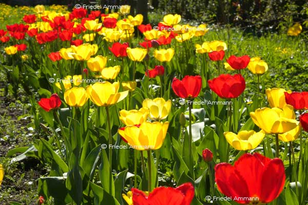 IMPRESSIONEN – Frühling / Spring – Tulpen