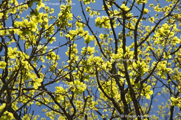 IMPRESSIONEN – Frühling / Spring  