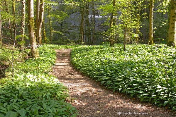 IMPRESSIONEN – Frühling / Spring – Bärlauch