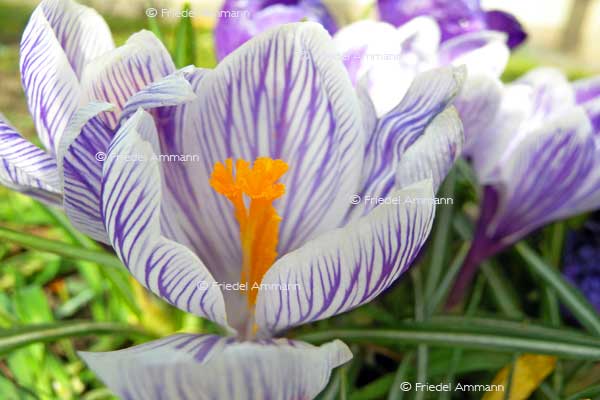 IMPRESSIONEN – Frühling / Spring – Krokus / Crocus
