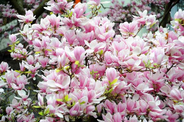 IMPRESSIONEN – Frühling / Spring – Magnolienbaum