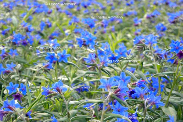 IMPRESSIONEN – Frühling / Spring – Lobelie (Wiesenglockenblume)
