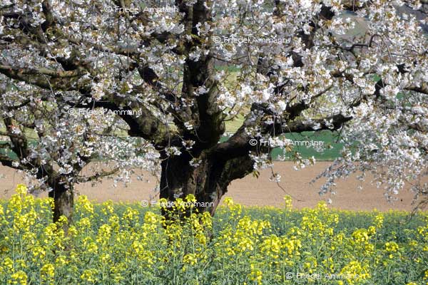 IMPRESSIONEN – Frühling / Spring - Apfelbaum / Apple tree