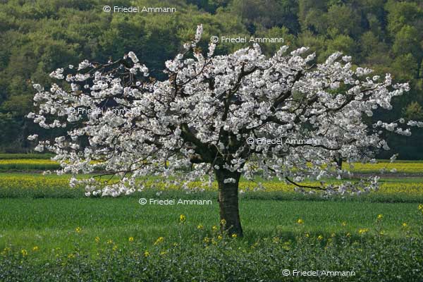 IMPRESSIONEN – Frühling / Spring - Kirschbaum / Cherry Tree 