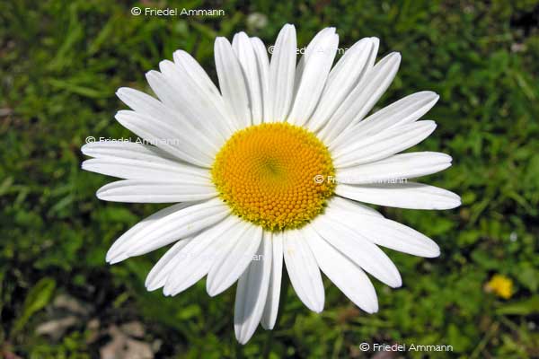 IMPRESSIONEN – Frühling / Spring – Margerite