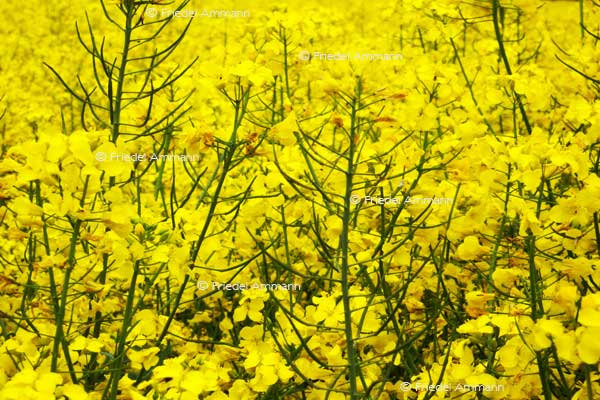 IMPRESSIONEN – Frühling / Spring – Senfblumen